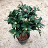 Dropshipping Xiangfei Camelia Camelia en maceta Plántulas de camelia Florales de interior Fáciles de cultivar Todo el año Camelia Fácil de vivir y florecer