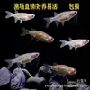 Linterna de barba de dragón Tanque de peces pequeños con césped en vivo Natación en grupo Peces linterna Paquete de peces linterna Peces ornamentales tropicales vivos Estanque de pesca Gran cantidad al por mayor