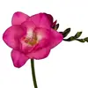 Bulbos de Alyssum Importados, Fresias en Maceta para Interiores y Exteriores, Flores Perennes de Cuatro Estaciones, Plantas con Flor Fáciles de Cultivar