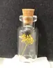 Japonês e Coreano Mais Vendidos Fresco e Doce Garrafa de Vidro de Garrafa de Deriva Trevo de Quatro Folhas Dente-de-Leão Flor Real Flor Seca Colar Modelo de Melhor Amiga