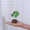 Planta Hidropónica de una Pieza para Envío Directo, Planta Trepadora Tortuga de Montaña, Planta en Maceta Dorada de Crecimiento Constante, Planta Verde, Fácil de Cultivar en Interiores, Escritorio