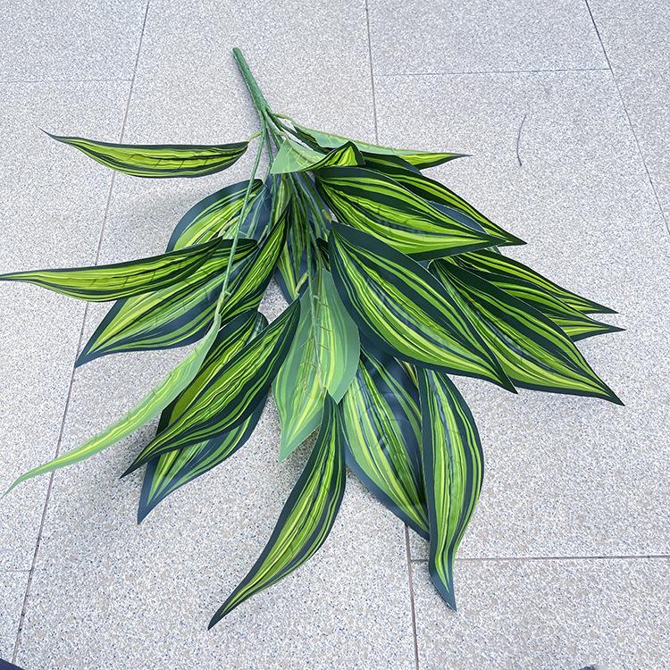 26叶绿箭.JPG