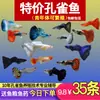 Guppies de Raça Pura, Peixes Ornamentais de Água Doce Pequenos, Peixes Tropicais Fáceis de Criar, Peixes Vivos, Peixes Limpadores, Kinguios Zebra, Peixes Pequenos, Alevinos