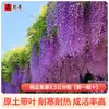 Plántulas de Flor Lingxiao Resistentes al Frío, Enredaderas Trepadoras, Florales de Floración Cuatro Estaciones, Plántulas Grandes, Plantas Verdes, Plantas en Maceta, Florales de Petardos para Patio Balcón, Glicina
