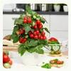 Semillas de Tomate Pequeño en Maceta Huerto Jardín de Verduras Balcón Tomate Rojo Redondo Pequeño Dulce y de Pulpa Espesa Semillas de Tomate Cherry Rojo