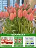 Tulipanes Hidropónicos al por Mayor 5 Grados Bulbos Grandes Resistentes al Frío para Invierno Interior/Exterior Fáciles de Cultivar para Principiantes Flores en Maceta Plantas