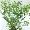 Pacote de Material DIY Flor Eterna 1g Gradiente Cabeça Grande Mosquitinho Estrela Milionária Buquê de Flores Secas Flor Eterna Flor Real