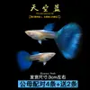 Guppies de Raça Pura, Peixes Ornamentais de Água Doce Pequenos, Peixes Tropicais Fáceis de Criar, Peixes Vivos, Peixes Limpadores, Kinguios Zebra, Peixes Pequenos, Alevinos