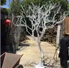 Paisagismo galhos secos troncos de árvore galhos árvore dos desejos seca árvore morta árvore de Natal para interiores galhos de árvore troncos galhos de madeira bruta árvore decorativa