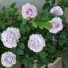 Plántulas de Flor Rosa de Flujo Transparente de una Pieza para Envío Directo Arbustos en Maceta Plantas y Flores de Jardín para Patio Terraza Floración Multitemporada