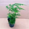 Jardim da Heidi Hortênsia Pipoca Thor Mãe do Mar Flores Plantas Vasos Mudas Balcão Pátio