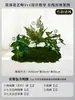 Cenário de Musgo Atmosfera de Primavera Arranjo Plantas de Musgo Artificiais Decoração Paisagem Parte Inferior de Escada Interna Gramado Biomórfico