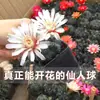 Cacto Flor de Jasmim Carmesim em vaso para decoração de escritório e casa, flores de varanda, mudas de suculentas