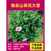 Camelia Xiangfei en maceta con brotes, flor roja de cinco colores, fácil de cultivar en interiores, florece en cualquier estación.