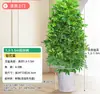 Árvore Bico de Pato de Grande Porte Que Atrai Riqueza de Todas as Direções, Planta de Vaso para Sala de Estar Interna Fácil de Cuidar, Sempre Verde o Ano Todo, em Formato de Torre