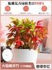 Dropshipping Flame Nandina Plantones en Maceta Sala de Estar Plantas Verdes Patio Exterior Plantas de Suelo Plántulas Grandes de Bambú