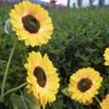 Novas Luzes de Chão de Girassol LED Alimentadas por Energia Solar do Fabricante para Jardins de Pátio, Luzes de Gramado de Chão à Prova d'Água para Exterior, Luzes Decorativas