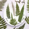 Colección de Hojas Secas, Pegatinas DIY de Hojas Reales, Especímenes de Plantas, Flores Reales, Flores Secas, Materiales para Marcapáginas de Fundas de Teléfono en Relieve