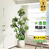 Planta de Vaso Grande para Interior da Árvore da Fortuna para a Sala de Estar, uma Planta Real que Atrai Dinheiro
