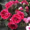 Semillas de Violeta de Roca Grande de Flor Doble, Semillas de Hibisco Ricas, Flores en Maceta para Balcón de Interior Fáciles de Cultivar para Todas las Estaciones