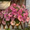 Semillas de Petunia Colgante Importadas, Plantas de Maceta de Petunia Colgante Fáciles de Cultivar, Semillas de Flores para Todas las Estaciones, Tasa de Germinación 80%