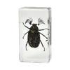 Caja Sorpresa Producto Terminado Popular de Amazon Espécimen de Insecto Real Resina Acrílica Transparente Herramientas de Enseñanza Regalos