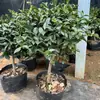 Planta Joven de Camelia para Té en Maceta con Capullos de Flor Perenne Todo el Año Resistente al Frío Fácil de Cultivar Patio Balcón Sala de Estar Interior Planta Verde Flores