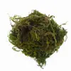 Decoración de Micro Paisaje con Flores y Musgo Preservados, Plantas Verdes Artificiales, Marco de Fotos para Pared de Fondo Paquete de Material de Musgo de Reno 22.7g