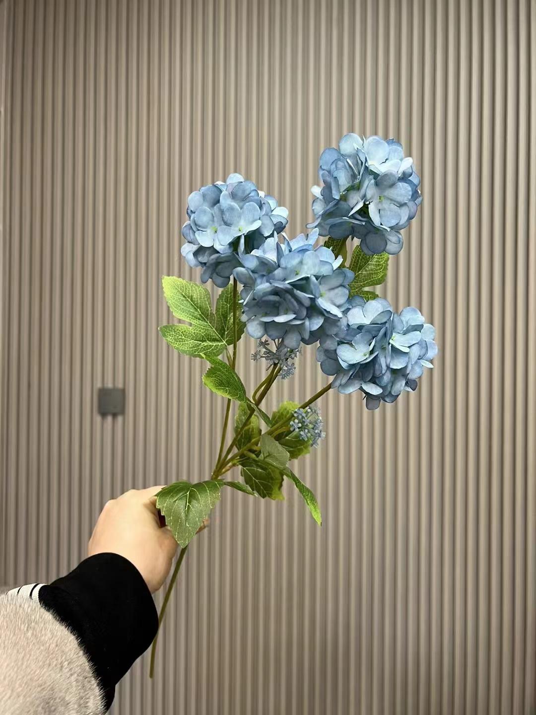 梦幻绣球雾霾兰