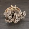 Cogumelos Chifre de Veado a Granel 0,5kg Secos Atacado Compra Direta da Origem Secos Naturalmente Sem Fumigação com Enxofre Ingredientes para Sopa Cogumelos Chifre de Veado