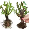Plántulas de Rosa Muy Fragantes, Flores para Balcón con Portainjerto Viejo, Florecen en Todas las Estaciones, Adecuadas para Plantar en Interiores y Jardín, Plantas de Rosa en Maceta