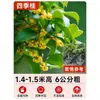 Mudas de Osmanthus, Árvores Grandes, Plantio de Pátio, Osmanthus Dourado, Plantas de Vaso Osmanthus de Quatro Estações, Plantas Grandes Raras, Plantas Florais e Verdes, Fácil de Cuidar