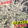 Salgueiro-da-neve Galhos Frescos Galhos Secos Cultura em Água Com Botões Florais Arranjo Floral Hidroponia Plantas Verdes Flores Frescas Plantas em Vasos de Interior Salgueiro-Dragão Quatro Estações Fácil de Cuidar