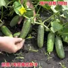 Plántulas de berenjena para cuatro estaciones, plantas en maceta con tierra, variedades viejas injertadas de berenjena morada y semillas de berenjena de Hangzhou, plántulas de hortalizas de primavera