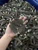 Hongos Morillas Secos al por Mayor con Tallos Cortados, Gama Completa de Tamaños 500g 250g, Ingredientes para Sopa, Especialidad de Hongos de Yunnan para Hoteles