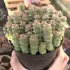 Base de planta suculenta autoproducida y autovendida al por mayor suculentas pequeñas combinación de flores plantas en maceta plantas carnosas Lithops Haworthia