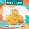 Fruta de Ginseng Shilin de Yunnan, entrega 3/ 2,5 kg Fruta de ginseng madura na árvore, doce e suculenta, frutas frescas de tamanho grande e médio