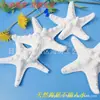 Atacado de Ouriços-do-mar, Estrelas-do-mar Naturais, Estrelas-do-mar Reais, Estrelas-do-mar Bun, Estrelas-do-mar Dedo, Estrelas-do-mar Dedo Planas, Artesanato Decorativo Infantil