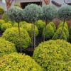 Árbol Lollipop Brillante de Ligustro con Forma de Corazón Árbol de Cera de Sichuan y Yunnan Ciprés Azul Hielo Flor Luminosa de Limón Planta Espejo Planta en Maceta
