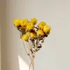 Buquê de Flores Secas Crisântemo Colorido de Yunnan Crisântemo Palha de Trigo Crisântemo Abacaxi Pequena Margarida Flor Seca Atacado Fabricante de Materiais para Flores DIY Atacado