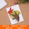 Paquete de Material Gofrado de Flores Secas Naturales Puras Espécimen de Planta Flor Real Pétalos Maquillaje DIY Tarjeta Postal Tarjeta de Felicitación Marcador Producción
