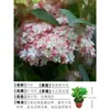 Plántulas de Hortensia de Flor Doble en Maceta Tocón Viejo Verano Infinito Plántulas Grandes con Capullos de Flor Floreciendo Todo el Año Plantas con Flor para Interior y Exterior
