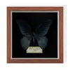 Especimen de Mariposa Real Colgante de Madera Estilo Nórdico Simple Moderno Regalo de Cumpleaños Marco de Fotos de Madera Simple