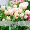 Venta al por mayor en stock de bulbos de tulipán, variedad de pétalo simple, 1 bulbo, bulbos de 5 grados, flores de interior en maceta, florece todas las estaciones, fácil de cuidar