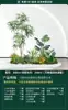 Set de Paisajismo Simulado para Exhibidores de Ventanas Interiores, Decoración de Escaleras, Paisaje de Plantas Verdes Simuladas, Arreglo de Jardín, Adornos de Decoración de Plantas en Maceta