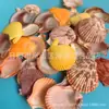 Artesanías de Caracolas Naturales Vendidas por Libra para Acuarios, Fotografía, Educación de Estudiantes y Niños, Minería y Uso Marino