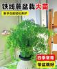 Una generación de Adiantum en maceta resistente a la sombra para sala de estar, interior y exterior, colgante para alimentar las cuatro estaciones, helecho hidropónico de hoja densa y perenne
