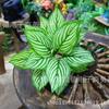 Planta de folha grande Acessórios de parede de planta de folha de pavão Peacock East taro folha de simulação planta bonsai decoração atacado