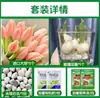 Tulipanes Hidropónicos al por Mayor 5 Grados Bulbos Grandes Resistentes al Frío para Invierno Interior/Exterior Fáciles de Cultivar para Principiantes Flores en Maceta Plantas