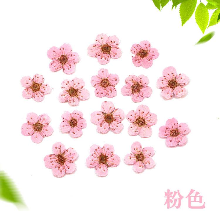 干花小梅花粉色